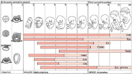 Fig 1.5 Critical periods of human development  