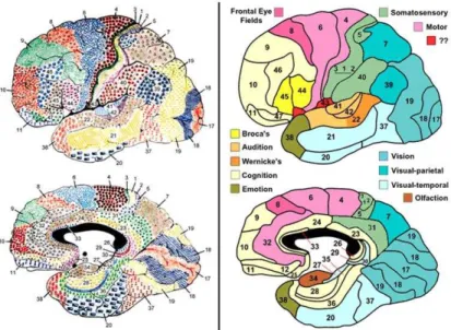 Fig 1.7 Map of the cerebral cortex in man (Brodmann, 1909).  