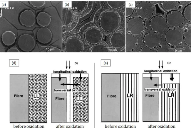 Figure 42 : Micrographies MEB de composites C/C oxydés sous air sec à 600°C et représentation schématique  associée