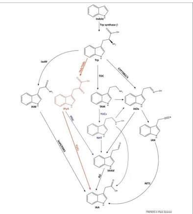 Figure 16 - Différentes voies possibles pour la biosynthèse de l’IAA. 52