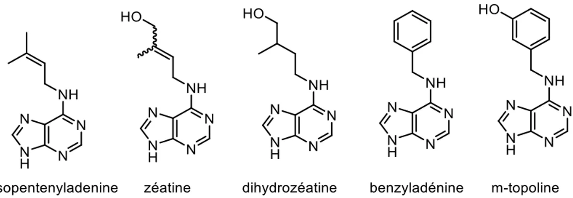 Figure 17 - Différentes cytokinines 
