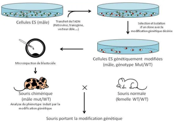 Figure  8  :  Représentation  schématique  de  la  production  de  souris  génétiquement  modifiées