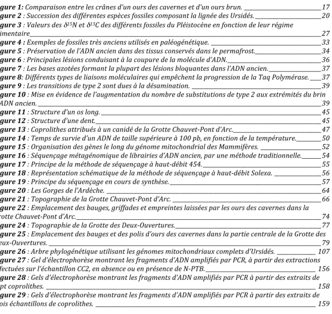 Figure 1: Comparaison entre les crânes d’un ours des cavernes et d’un ours brun. ____________________________ 17  