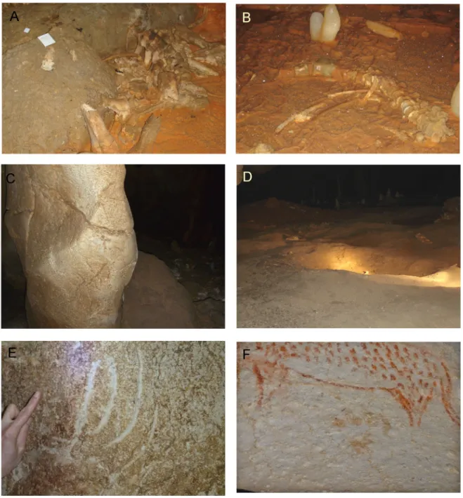 Figure 23 : Les traces d’occupation de la Grotte Chauvet-Pont d’Arc par les ours des cavernes