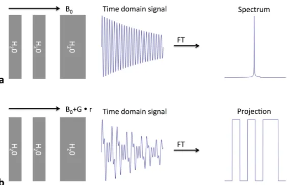 Figure 1.1: Frequency encoding in MRI. a: Three compartments filled with water immersed in a static magnetic field B0 result in a FID whose spectrum shows the Larmor frequencies present in the sample, e.g., a single proton peak in this case