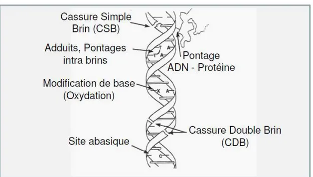 Figure 7 : Les différents dommages à l'ADN 