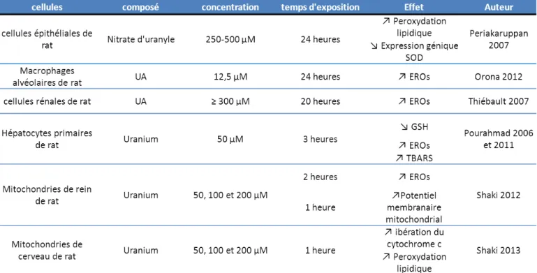 Tableau 5  : Effets de l’uranium sur l’équilibre pro/anti -oxydant au  niveau cellulaire 