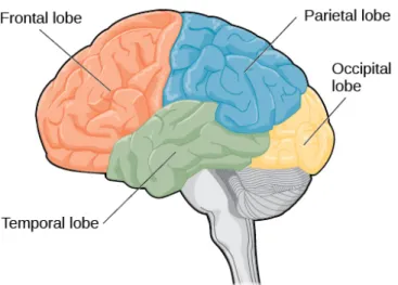 Figure 1.1: The four lobes of the brain