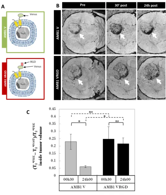 Fig. 2 – D´ emonstration in vivo de l’affinit´ e des magn´ etosomes RGD pour le mod` ele animal de tumeur c´ er´ ebrale U87