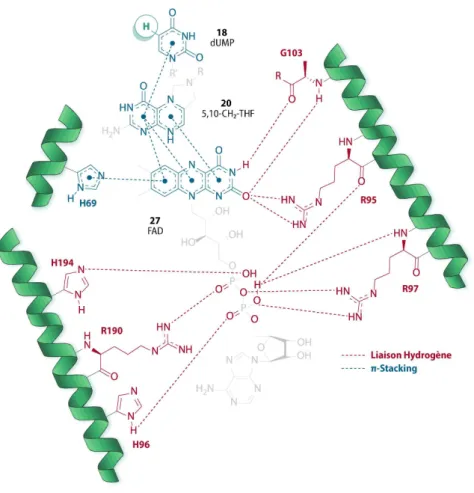 Figure 14 : Interactions du FAD co-cristallisé dans le site actif de la FDTS de Mycobacterium Tuberculosis (PDB : 3HZG)