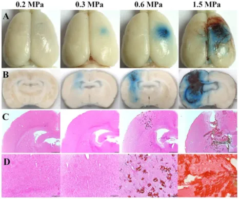 Figure 1-6: Evan’s Blue extravasation (A and B) shows an acoustic pressure threshold, around 0.3  MPa, for FUS-induced BBB opening