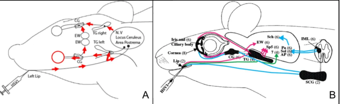 Figure 10 : Voies de propagation nerveuses de HSV-1 dans le modèle murin oro-oculaire