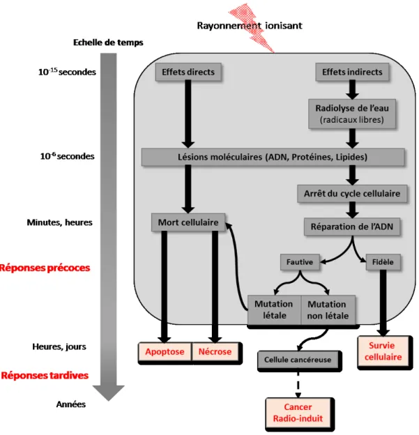 Figure  4  :  Réponses  biologiques  de  la  cellule  aux  rayonnements  ionisants. D’après Thèse Gaëlle LAMBERT., 2018 