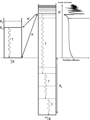 Figure 14 : Schéma des niveaux d'un noyau excité et désexcitation par capture radiative (  ), diffusion  élastique (n) ou diffusion inélastique (n')