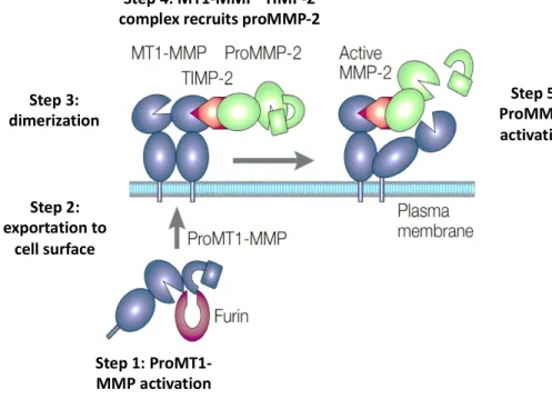 Figure 9. Schematic representation of two-step ProMMP-2 activation process by the combined action of MT1- MT1-MMP (MT1-MMP-14) and TIMP-2  3 