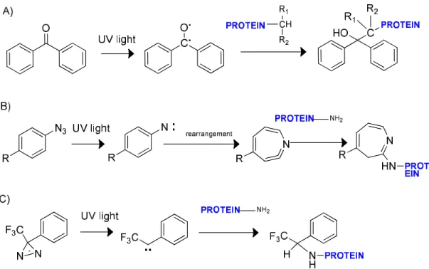 Figure 23. Photoreactive crosslinking reactions employing A) a benzophenone B) an aryl azide, and  C)  trifluoromethylphenyldiazirine group  117 