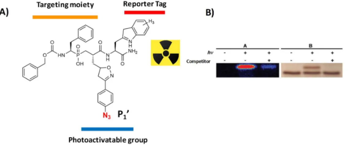 Figure 25.  A) Chemical structure of photoactivatable probe derived from phosphinic peptide B) In-gel visualisation  of MMP12 labelling by imager  124 