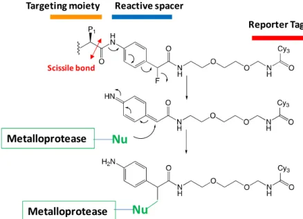 Figure 27.  The activity-based labeling mechanism of protease by quinolimine methide probes