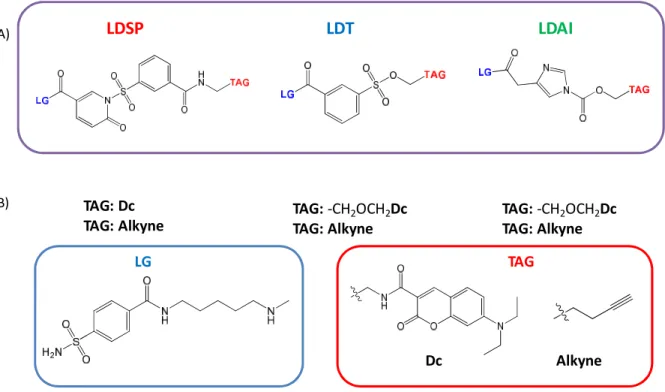 Figure 31. A) reactive spacer in LDSP, LDT, LDAI chemistry B) different TAGs and LG part of LDSP, LDT and LDAI  probes