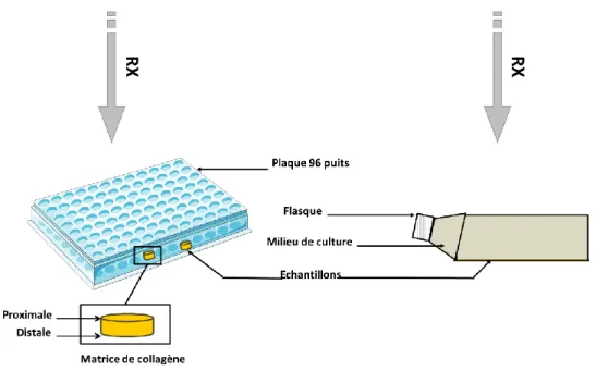 Figure 18: Schéma récapitulatif de la configuration d'irradiation en flasque 2D (droite) et modèles 3D (à gauche)  en bas TEL 