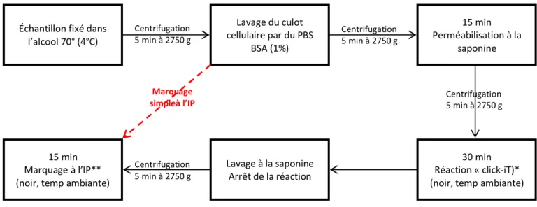 Figure 26: Protocole de marquage à l'EdU et/ou à l'IP pour analyse du cycle cellulaire 