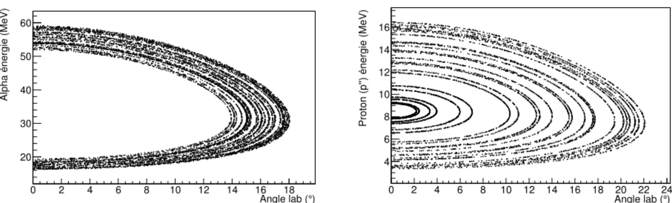 Fig. 2.4 – Cin´ematique des particules ´emises par la d´ecroissance du 19 Ne ∗ , pour une ´energie de faisceau `a 10 MeV/u.