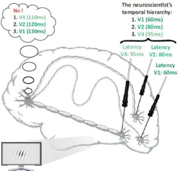Figure 1.3: Neurorelativity. The known neural latencies at different sensory sites might have no  validity at the neuron’s level