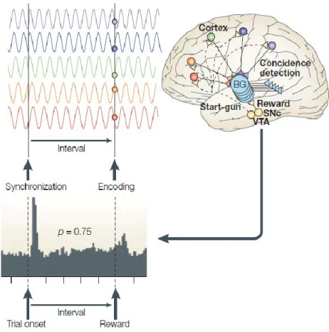 Figure 1.7: The Striatal Beat Model. Cortical oscillations (top panel) project onto basal ganglia (bottom  panel), whose role is to detect coincidence in oscillatory activity (e.g