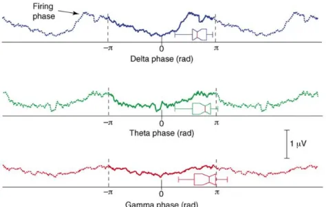 Figure 1.8: Brain oscillations reflect neural excitability. Multiunit activity (MUA) amplitude from  primary auditory cortex in awake macaque monkey is modulated by the phase of delta (1–4 Hz, blue), 