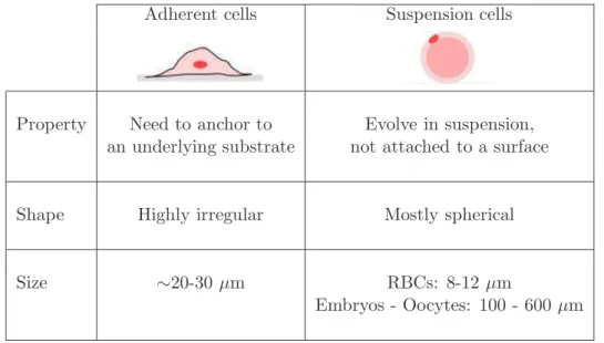 Table 1.1: Essential differences between the two main types of living cells manipulated by MEMS for conducting mechanical experiments.