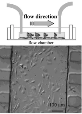 Figure 1.11: Top: sketch representing the principle of a microfluidic channel imposing shear stress to a culture of adherent cells [85]