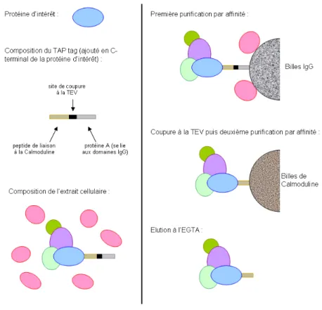 figure 2 : Processus de purification par affinité développé dans l’optique de cribles à grande échelle identifiant les composants  de complexes protéiques chez S