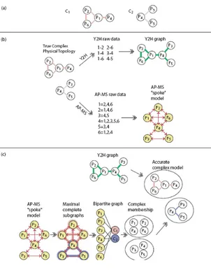 figure 3 : Exemple des interactions identifiées par Y2H et AP-MS et de leur combinaison pour retrouver la topologie locale  exacte