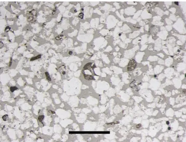 Fig. 3.1 – Lame ST. Le sable total contient essentiellement des grains de quartz, transparents en lame mince, de diam` etre et d’angularit´ e variables (la r´ esine dans laquelle les grains sont inclus apparaˆıt gris´ ee suite ` a la carbonation pour l’obs