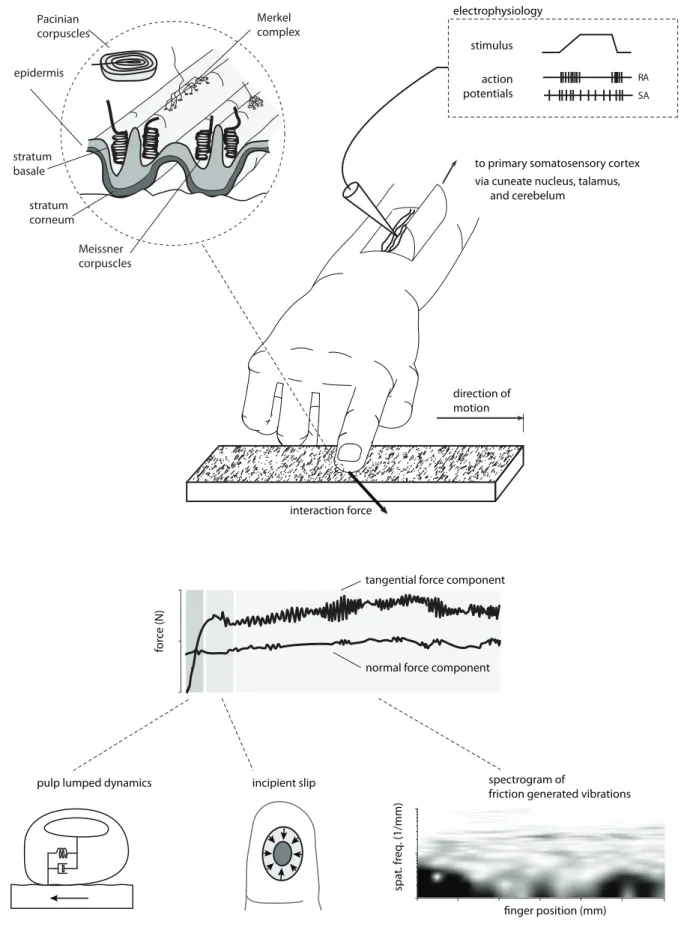 Figure 2.1 – Summary of the touch perception. Includes mechanoreceptors location (top left), afferents responses (top right), and mechanical interaction during tactual exploration (bottom)