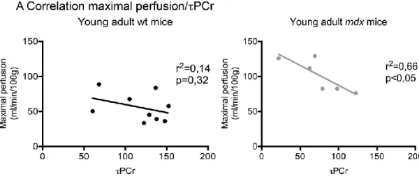 Figure  3.4.  Correlation  between  perfusion  and  time  of  creatine  rephosphorylation  (τPCr)  in  3  month-old  mice