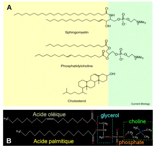 Figure  1-4 :  A :  Structures  chimiques  de  sphingomyéline  (classe  des  sphingolipides),  de  phosphatidylcholine,  (classe des glycérophospholipides ; PC) et du  cholestérol  (Lee, 2001)