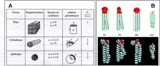 Figure 1-5 : A : relation entre le paramètre moléculaire défini par Israelachvili et l’organisation  et la morphologie des assemblages lipidiques (Israelachvili, 1992) ; B : structure et géométrie de  principaux lipides membranaires