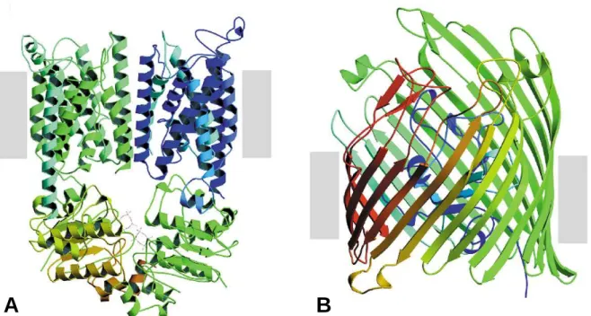 Figure  1-8 :  Protéines  membranaires  modèles  représentant  les  deux  classes  de  structure  transmembranaire