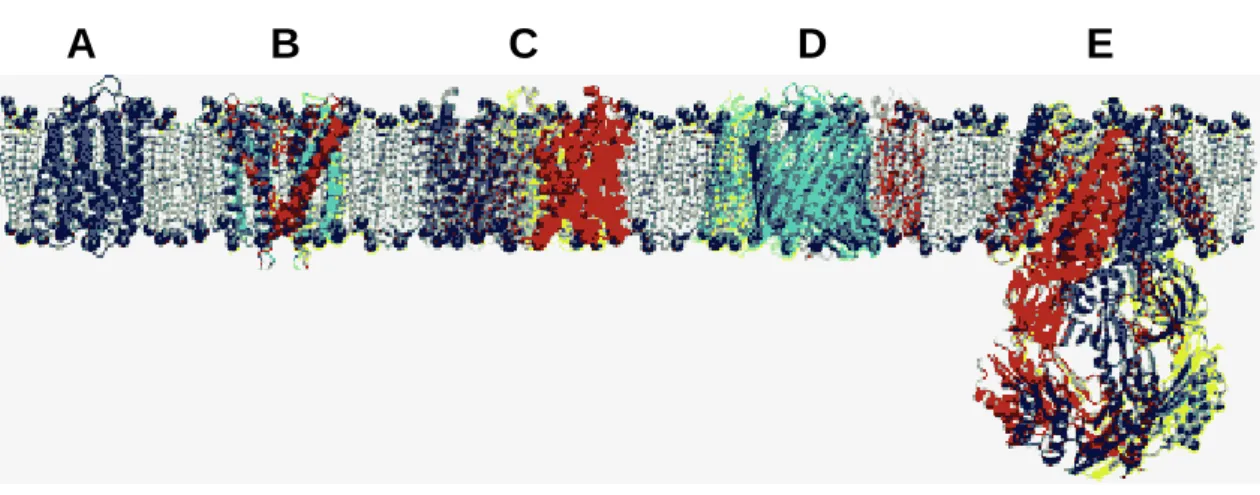 Figure 1-11:  Exemples  de  protéines  membranaires  étudiées  par  simulation  de  dynamique  moléculaire
