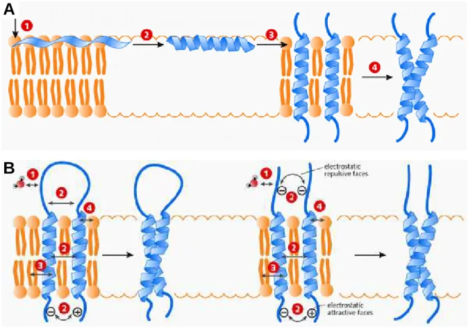 Figure 1-14 : Formation des hélices transmembranaires et assemblage dans la membrane. 