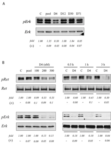 Figure 2. Predicted Structure and Association Constants of D4 and D24 (A) Comparison of a secondary structure prediction for the D4 and D24 aptamers