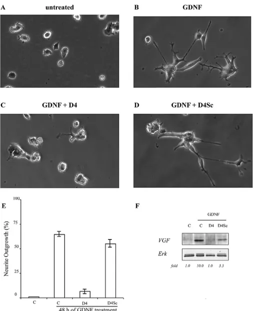 Figure 5. D4 Aptamer Inhibits the GDNF-Induced Differentiation of PC12-a1/wt Cells