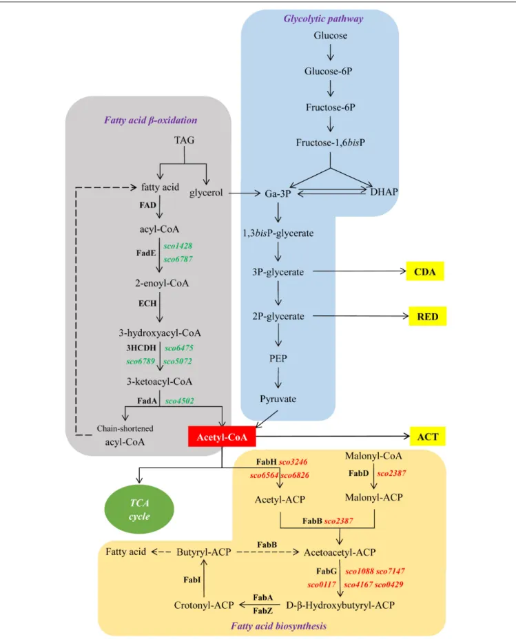 FIGURE 6 | Schematic representation of central metabolic pathways of S. coelicolor. In green and red, genes up- and down-regulated in M145/pWHM3-sco3201, respectively