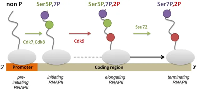 Figure 3 : Profil de phosphorylation du CTD au cours de la transcription.  