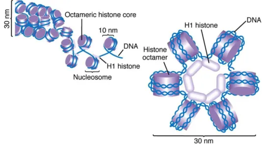 Figure 7 : Organisation chromatinienne de l'ADN (Griffiths et al., 2004,  http://www.mun.ca/)  La cartographie des nucléosomes sur l’ensemble du génome de S