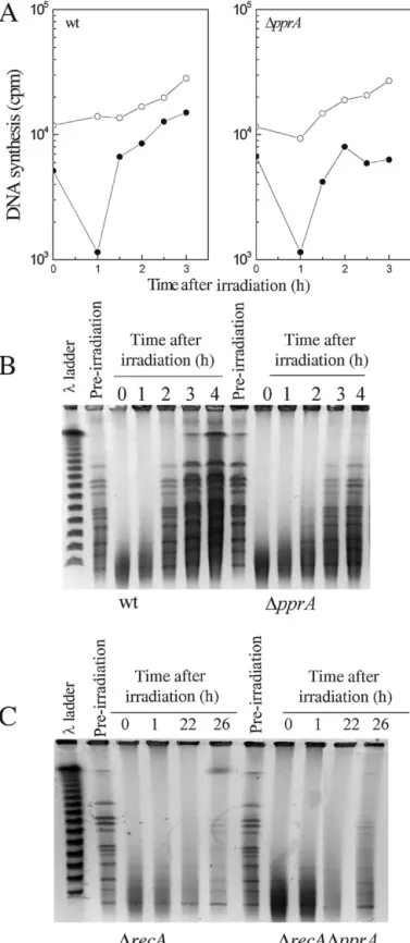 Fig. 2. DNA synthesis and kinetics of DNA double strand break repair in pprA and recApprA mutants