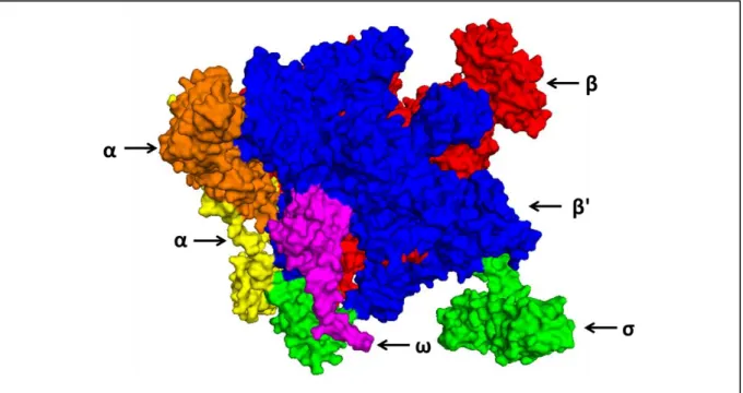 Figure 1 : Structure de du complexe ARN polymérase 