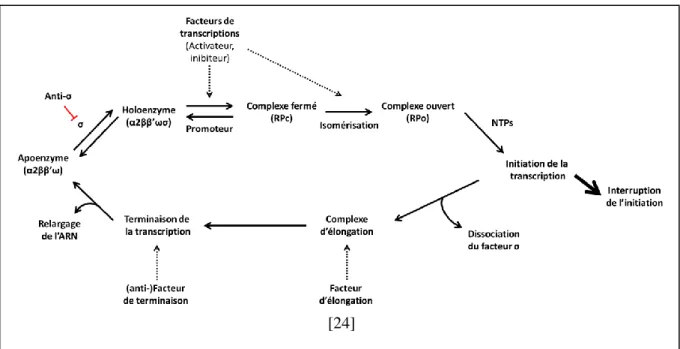 Figure 2 : Cycle de la transcription bactérienne 