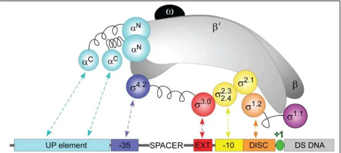 Figure 3 : Interaction spécifique entre l’holoprotéine ARN polymérase et la région  promotrice sur l’ADN d’après [4] 